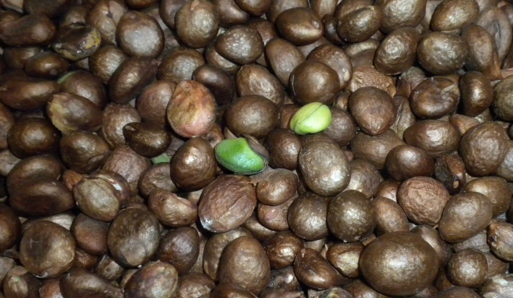 LOQUAT SEED PITS